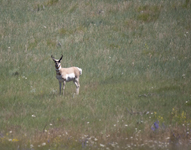 Pronghorn Antelope 4642